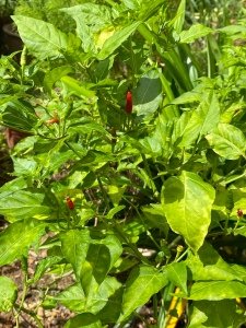 Common Malay Ingredient