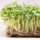 Alfalfa Sprouts