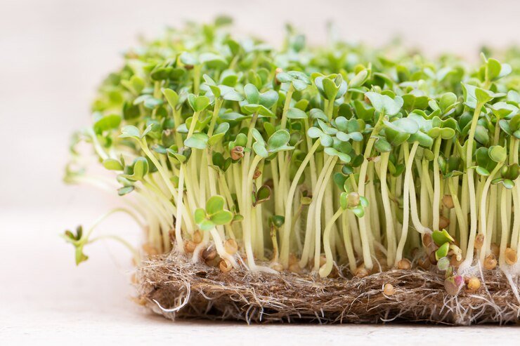 Alfalfa Sprouts