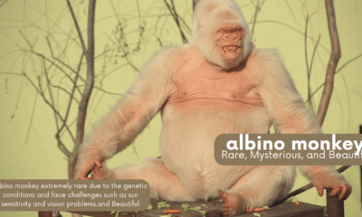 albino monkey Rare, Mysterious, and Beautiful