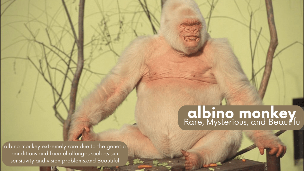 albino monkey Rare, Mysterious, and Beautiful