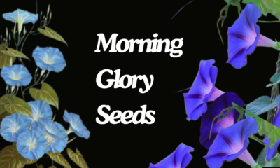 Morning Glory Seeds Growing These Beautiful Flowers