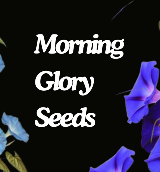 Morning Glory Seeds Growing These Beautiful Flowers