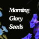 Morning Glory Seeds Growing These Beautiful Flowers