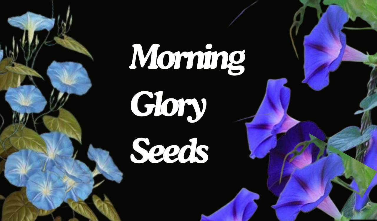 Morning Glory Seeds Growing These Beautiful Flowers